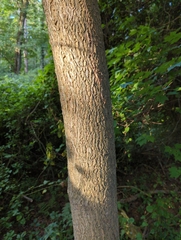 Phellodendron amurense