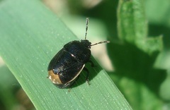 Legnotus limbosus