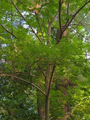 Phellodendron amurense