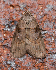 Calathusa cyrtosticha