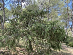 Juniperus oxycedrus