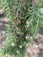 Juniperus oxycedrus