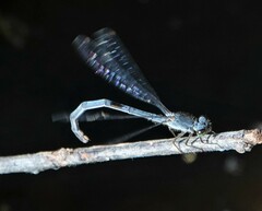Coenagrionidae