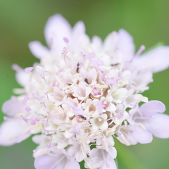 Dipsacoideae