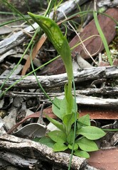 Pterostylis plumosa