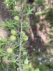 Juniperus oxycedrus