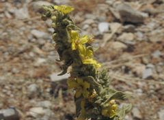 Verbascum sinuatum