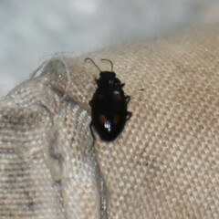 Eumorphus quadriguttatus