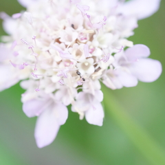 Dipsacoideae