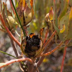 Leucadendron salignum