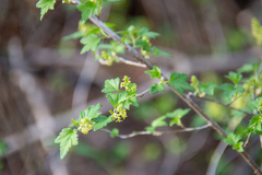 Ribes alpinum