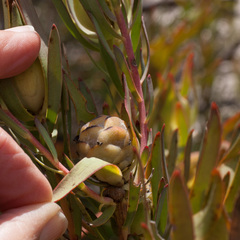 Leucadendron salignum