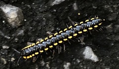 Asiomorpha coarctata