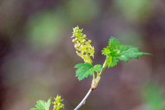 Ribes alpinum