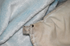 Eumorphus quadriguttatus