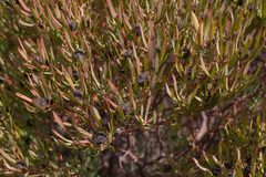 Leucadendron