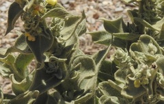 Verbascum sinuatum