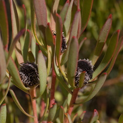 Leucadendron