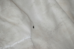 Eumorphus quadriguttatus