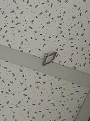 Cydalima perspectalis