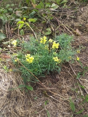 Linaria vulgaris
