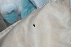 Eumorphus quadriguttatus