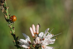 Asphodelus
