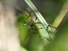 Bittacomorpha clavipes