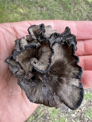 Craterellus