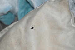 Eumorphus quadriguttatus