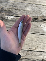 Aldrichetta forsteri