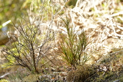 Dracophyllum