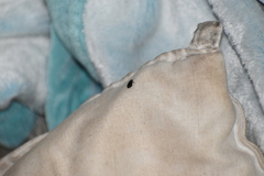 Eumorphus quadriguttatus