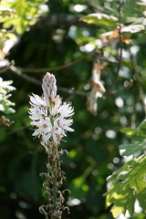 Asphodelus