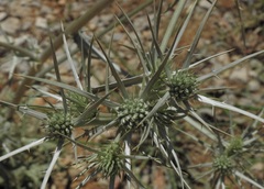Eryngium glomeratum