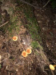 Hydnum umbilicatum
