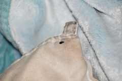 Eumorphus quadriguttatus