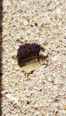 Curculionidae