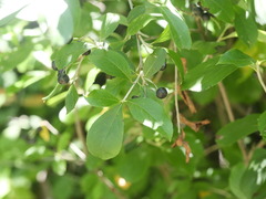 Aronia