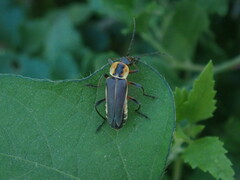 Chauliognathus obscurus