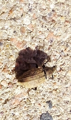 Curculionidae