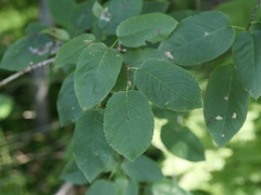 Amelanchier arborea