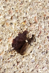 Curculionidae