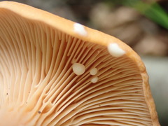 Lactarius subdulcis