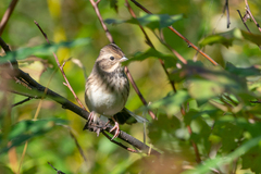 Emberiza spodocephala