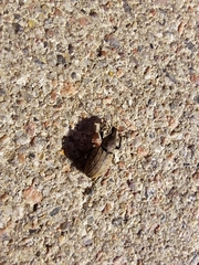 Curculionidae