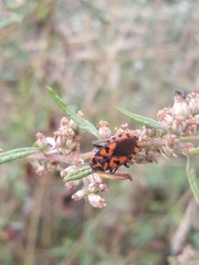 Spilostethus saxatilis