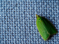 Tortrix viridana