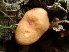 Lactarius subdulcis