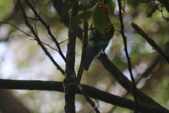 Platycercus eximius
